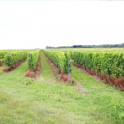 Vignes